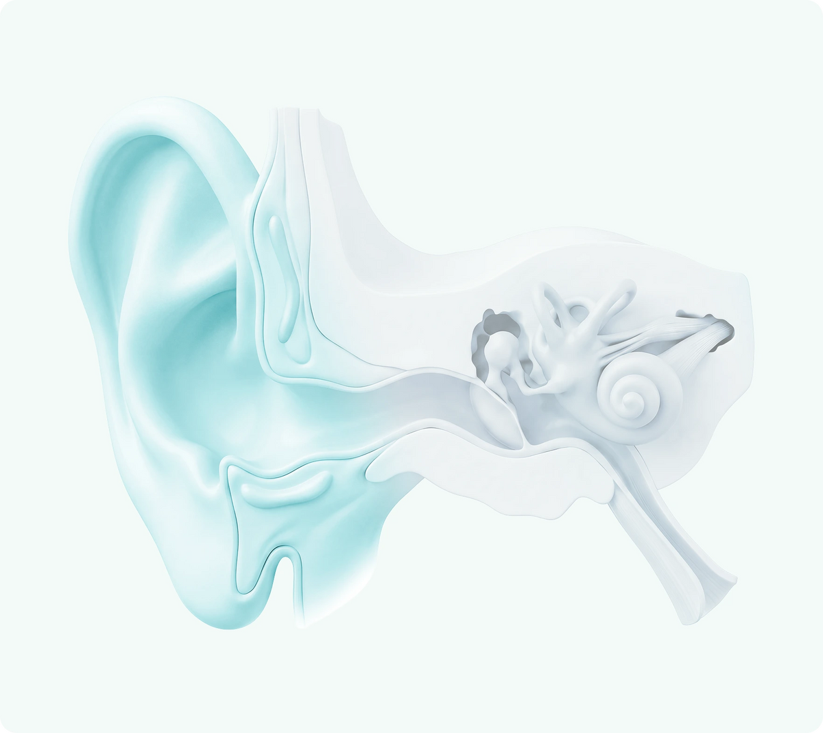 Outer ear