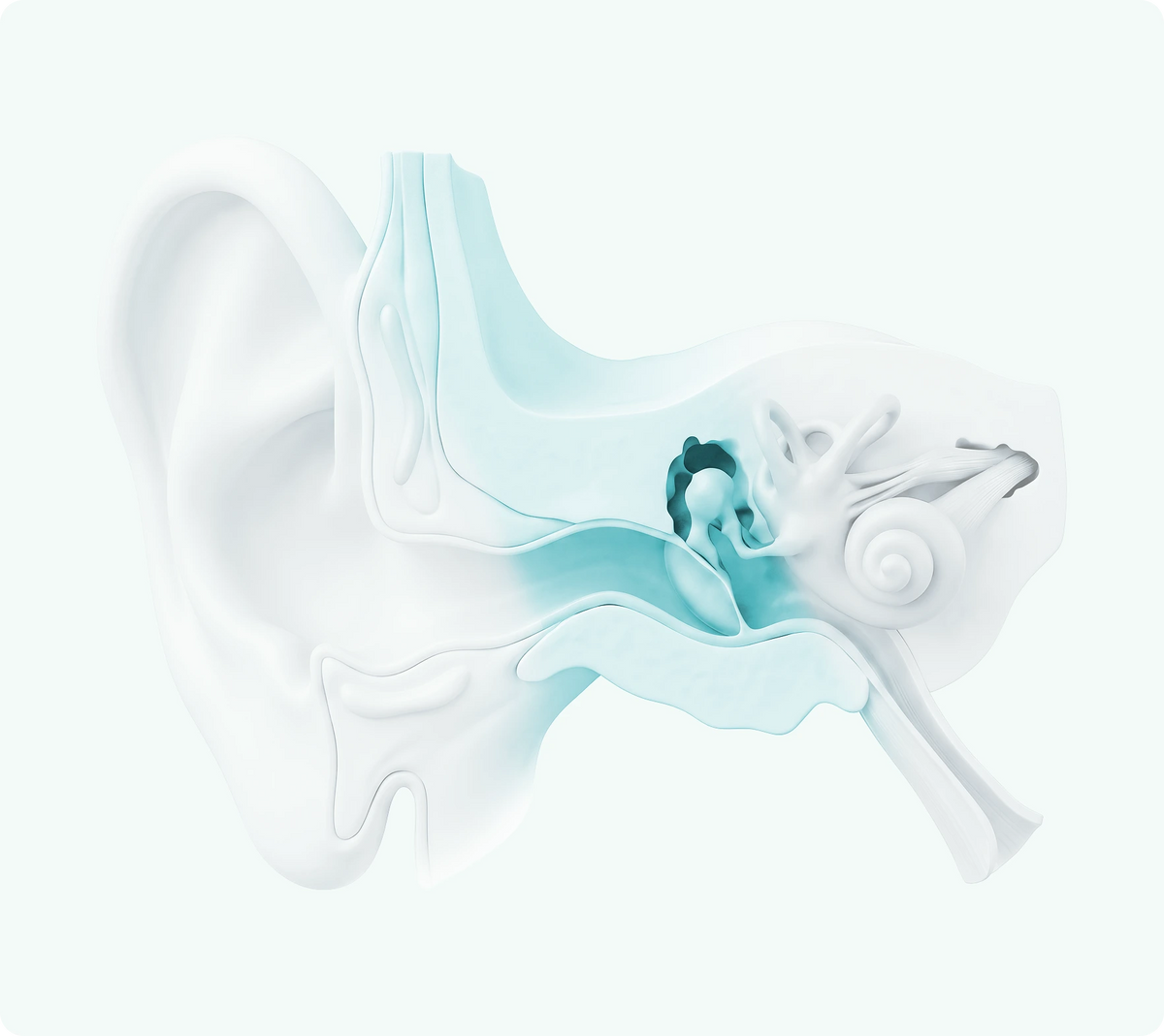 Middle ear