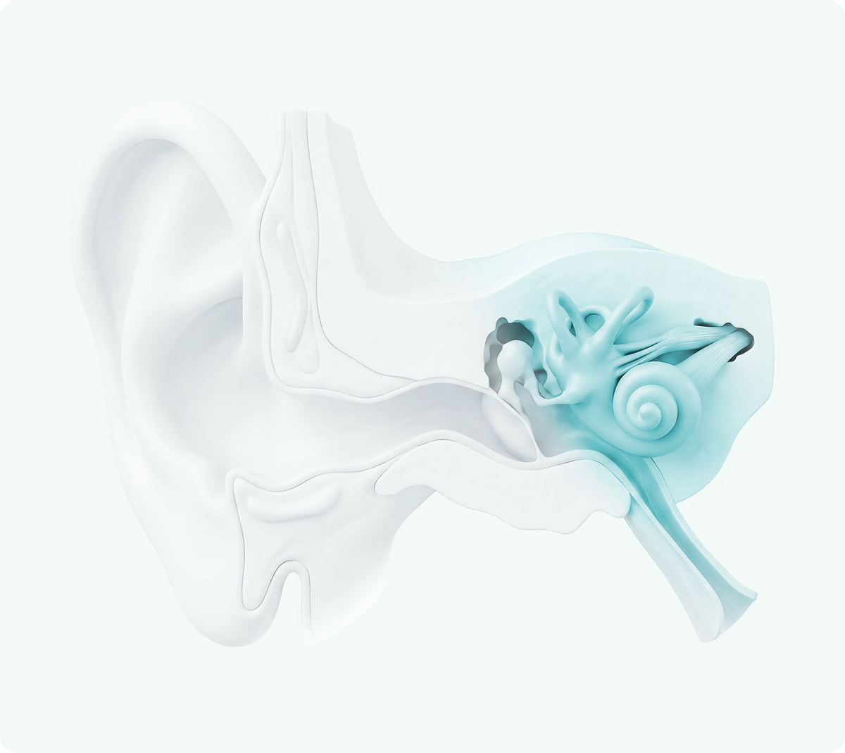 Inner ear